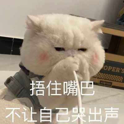 猫咪沙雕表情包