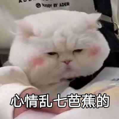 猫咪搞笑表情包