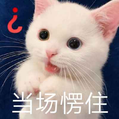 猫咪带字表情包