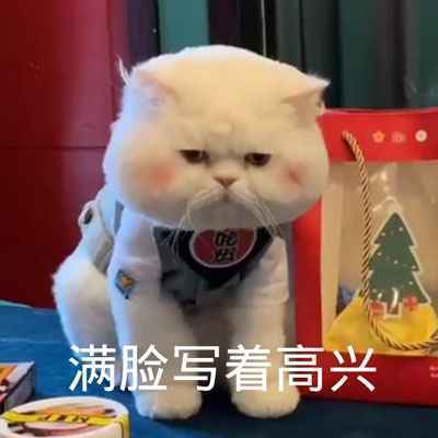 猫咪带字图片表情包