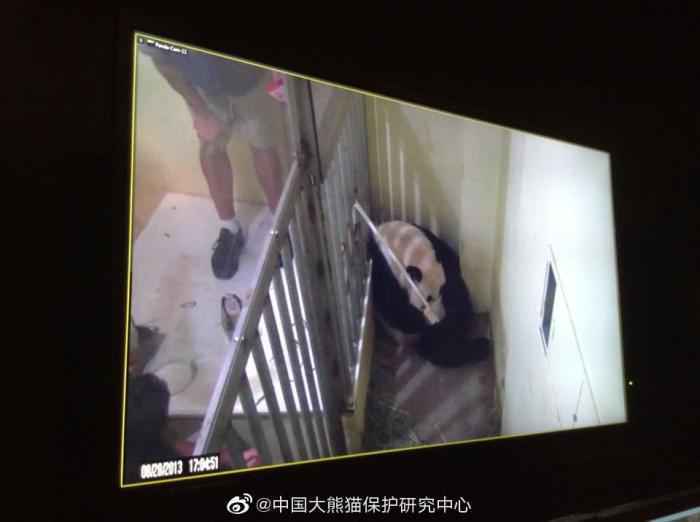 华盛顿动物园对大熊猫美香照顾不周?情况说明来了