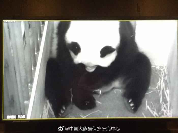 华盛顿动物园对大熊猫美香照顾不周?情况说明来了