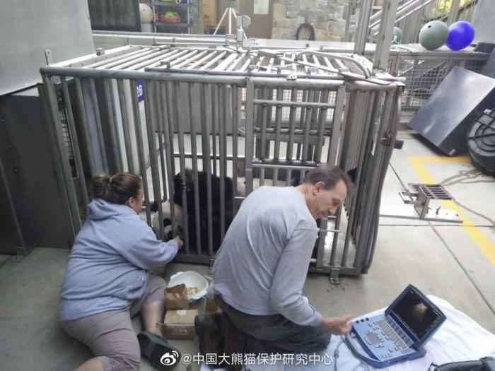 华盛顿动物园对大熊猫美香照顾不周?情况说明来了