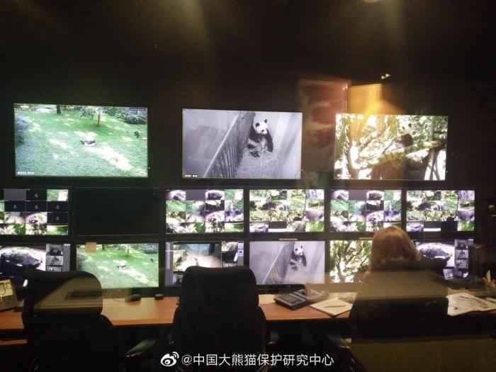华盛顿动物园对大熊猫美香照顾不周?情况说明来了