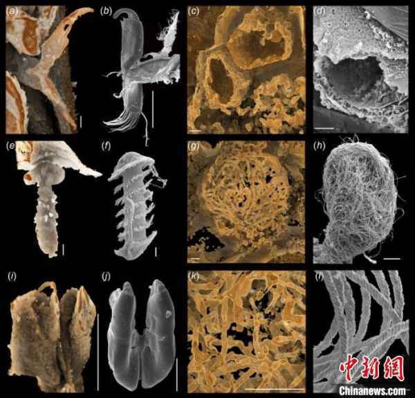 科学家发现1亿年前动物精子化石 为目前已知最早