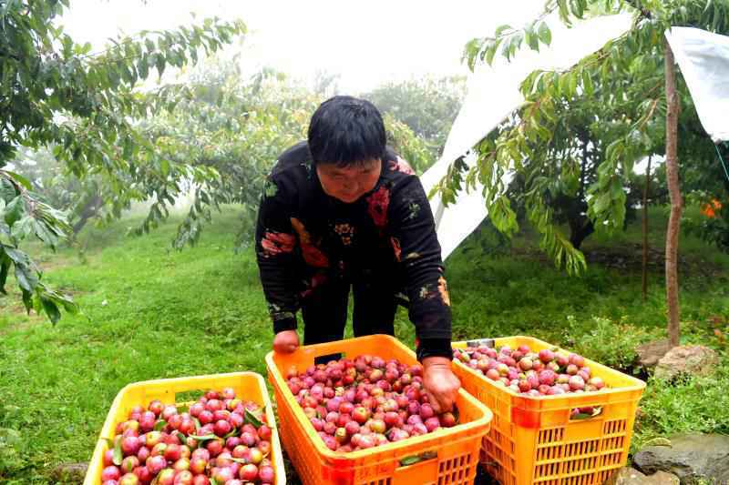 羌族张玉华：一个被扶起来的致富带头人