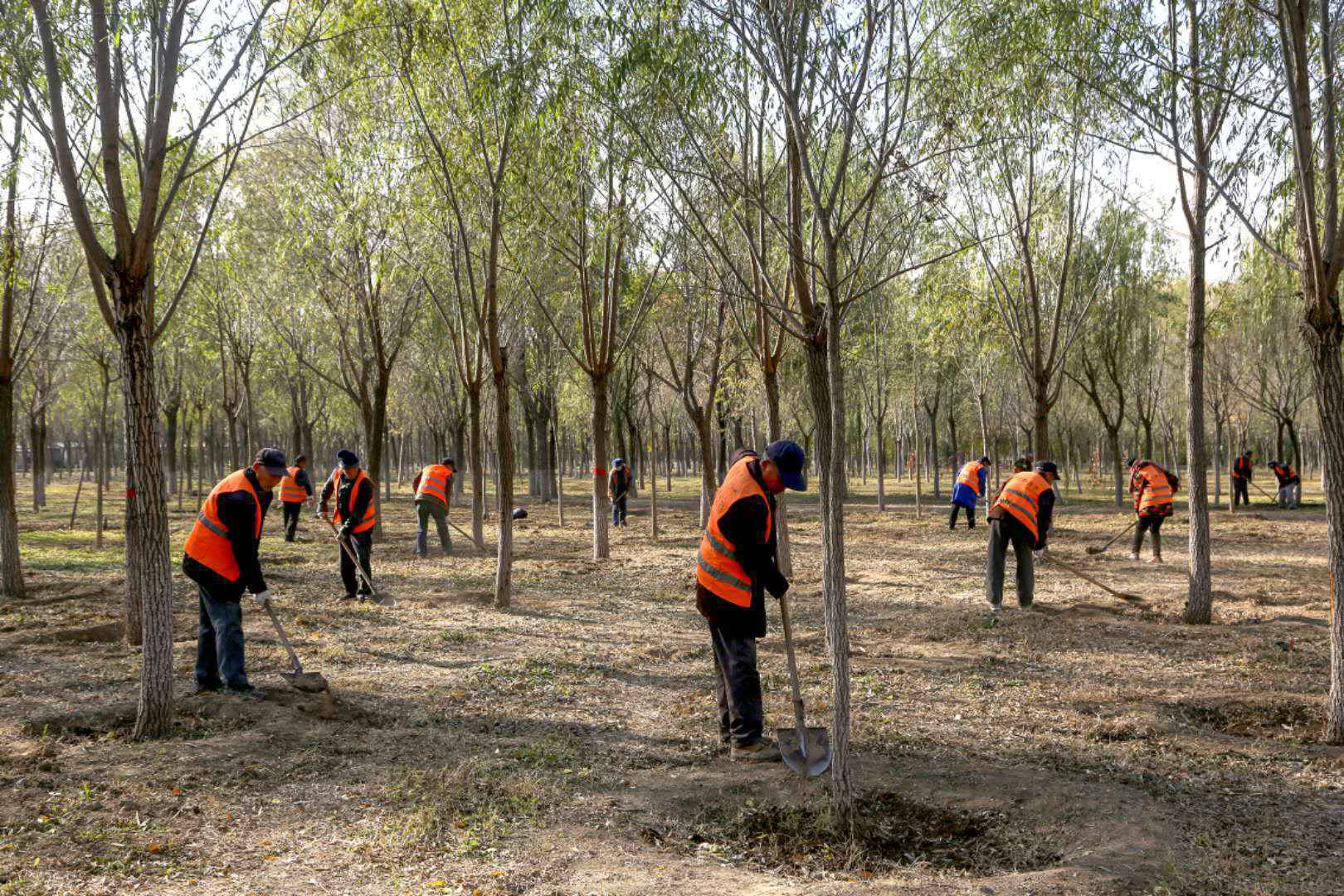 平原森林如何活起来？北京：精细化管理