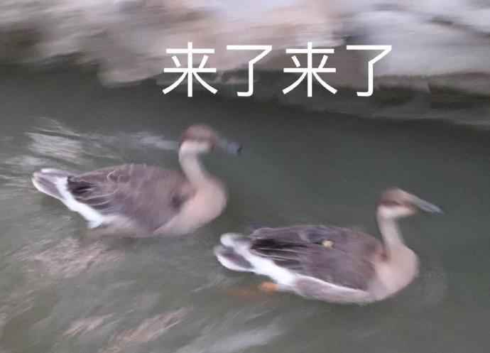 搞笑来了来了~