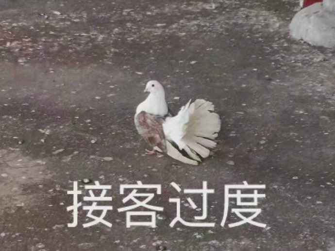 搞笑接客过度