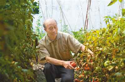 “我要把番茄事业干到底”(讲述·一辈子一件事)