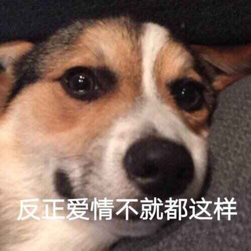 搞笑反正爱情不就都这这样