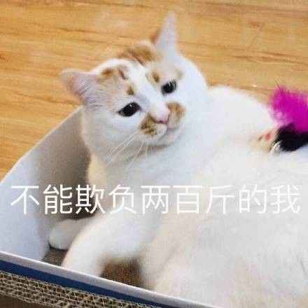 搞笑不能欺负两百斤的我