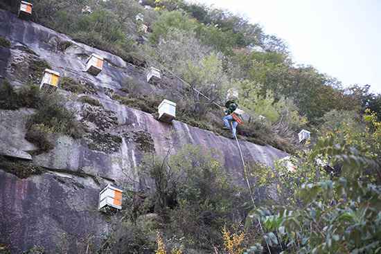 北京密云区:“甜蜜事业”让绿水青山变金山银山