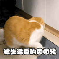 漂亮猫咪