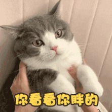 猫咪可爱