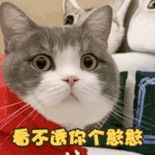 猫咪呆萌