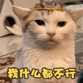 猫咪