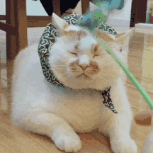 猫咪GIF