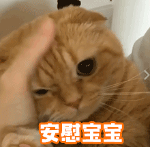 猫咪