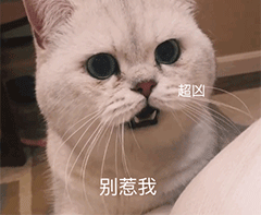 萌萌哒猫咪