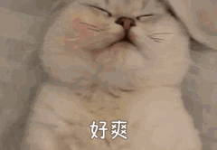 猫咪图片