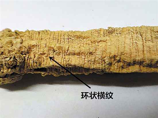 选党参,其中门道你知道多少