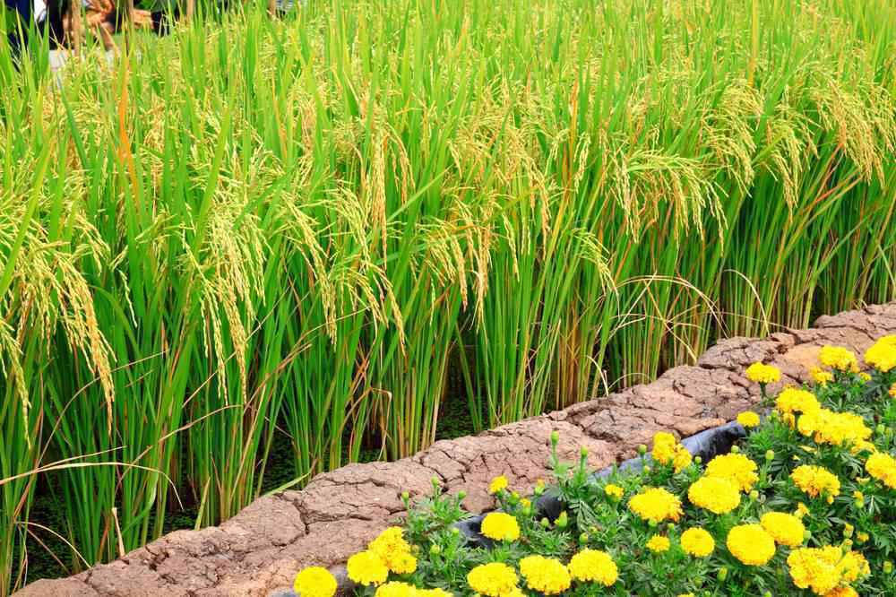 科学家找到一个关键基因 或可帮助水稻实现低肥高产