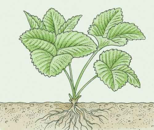 促进植物根系发育的密码找到了