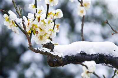 一枝寒梅 踏雪来