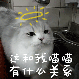 猫咪