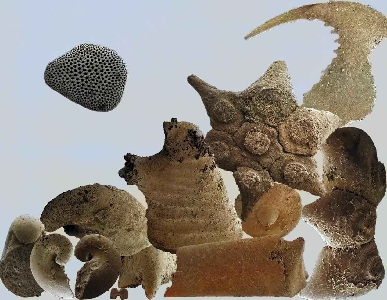 华北小壳化石：探秘寒武纪生命大爆发的窗口
