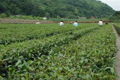 茶马古道的千年穿行