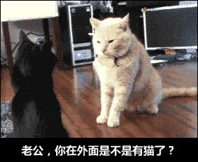 猫咪图片