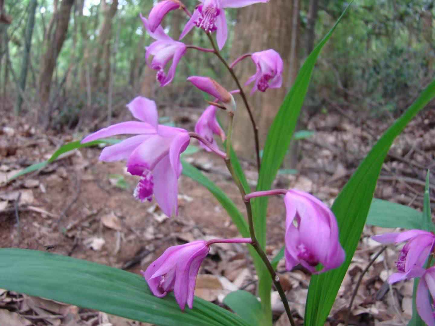 金花茶、野生兰花两项目通过科技成果评价