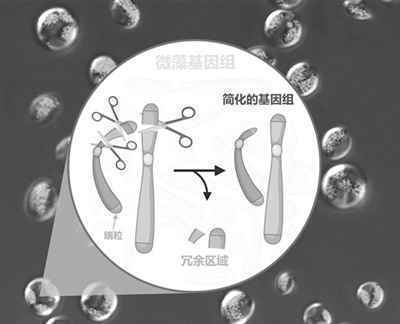 利用基因剪刀切除工业微藻大片断染色体