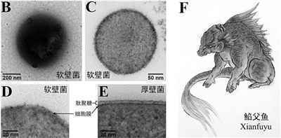 深海软壁菌首次获得纯培养