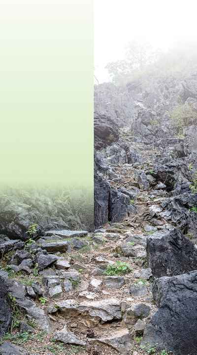 穿山入林闻声寻猿(保护区里的年轻人·关注生物多样性保护①)