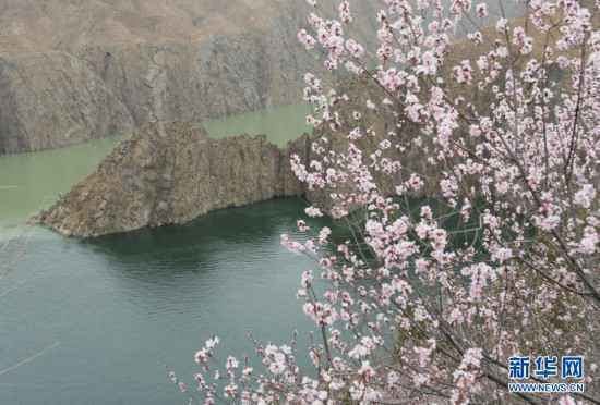 刘家峡花开春意浓