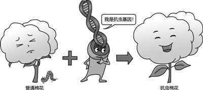 转基因技术优势在哪里？