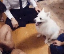 爆笑gif