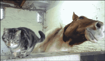 动物gif