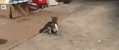 搞笑gif