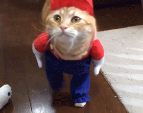 猫咪gif