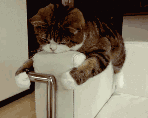 猫咪