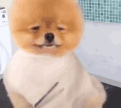 小狗