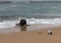 大海