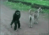 这猴子太过分了