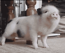 小猪