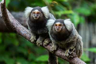 科学家首次获取狨猴两条完整同源染色体