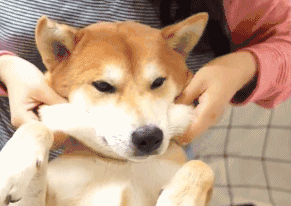 柴犬可爱gif